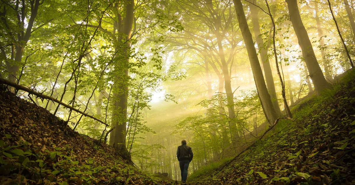 Should I use lower light level legendary weapons or higher light level lower tier weapons? - Man Walking in Forest in Sun Should I use lower light level legendary weapons or higher light level lower tier weapons? - Man Walking in Forest in Sun
