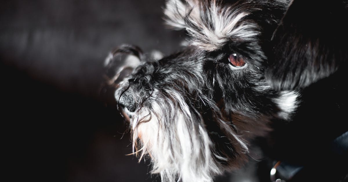 Should I wait for the install to complete before playing? - Cute Miniature Schnauzer dog in dark room Should I wait for the install to complete before playing? - Cute Miniature Schnauzer dog in dark room