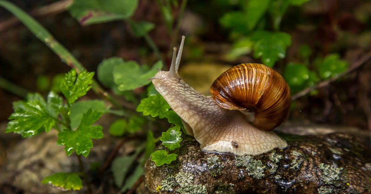 Shulker Shells Drop - Side view of little snail with antennae and shell on wet stone in forest