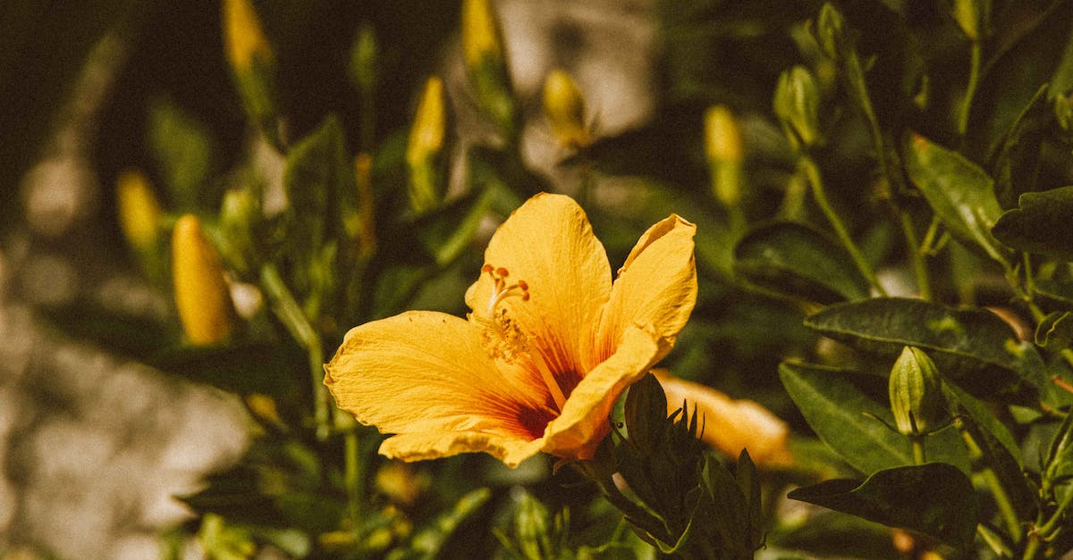 Sightstone vs Yellow-Trinket on Lee Sin [closed] - Yellow Flower in Tilt Shift Lens