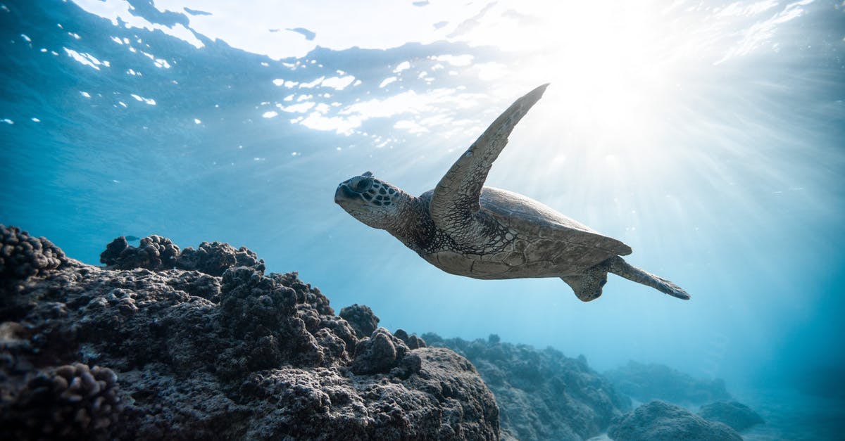 Sinking deep down the ocean in Anno 2070 - Deep Ocean - Photo of Sea Turtle