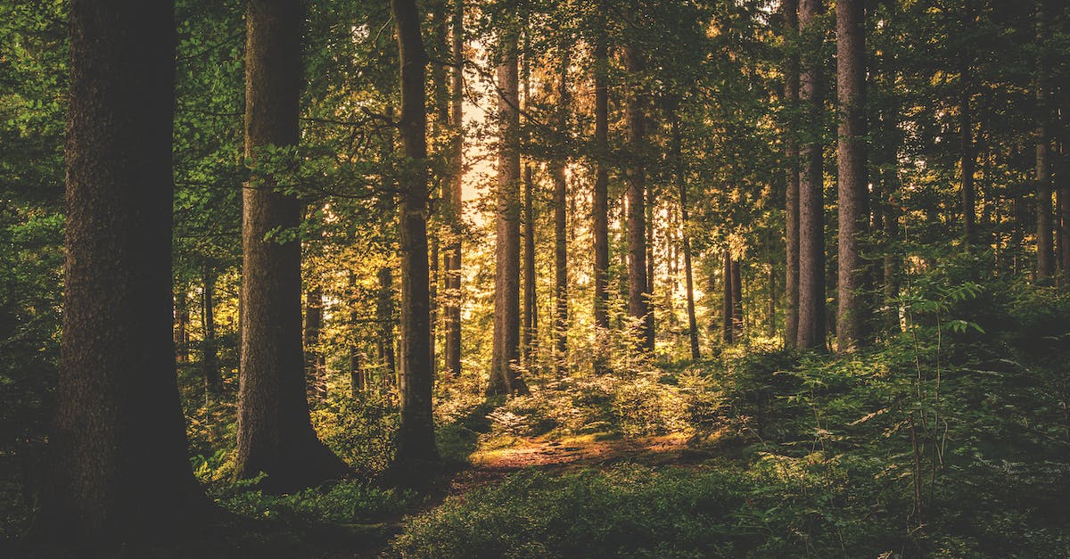 Skins that cannot be in mystery gifts? - Green Leaf Trees on Forest