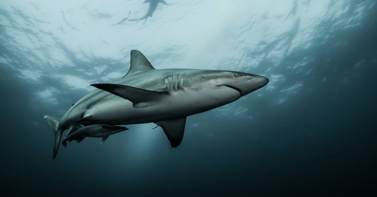 Skyblocks Animals - Gray Shark Under Water
