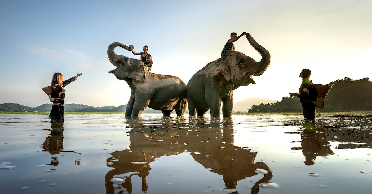 Skyblocks Animals - 2 Elephant on Body of Water