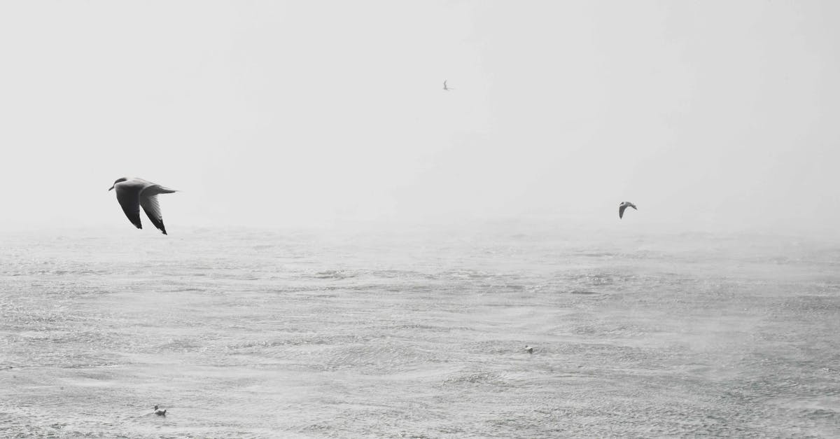 Skyrim bug. Water textures flickering, Screen stuttering black, and Animals flying into the sky - Birds on Mid Air