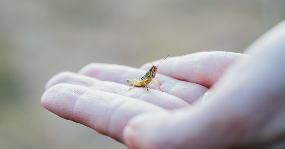 Skyrim Thieves Guild Bug - Green Grasshopper on Person's Hand