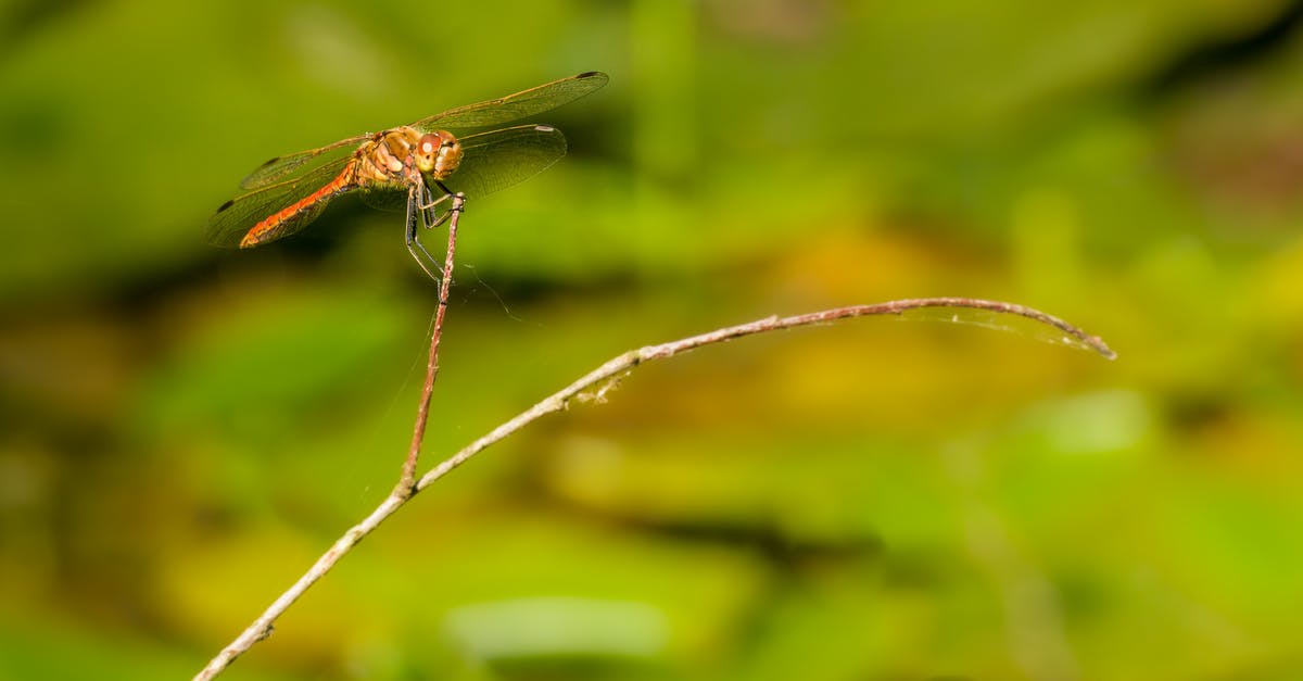 Skyrim Thieves Guild Bug - Dragonfly on Twig Skyrim Thieves Guild Bug - Dragonfly on Twig