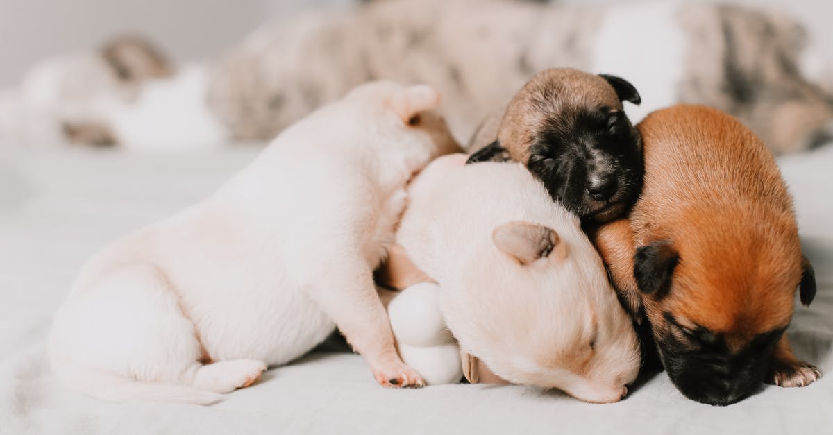 Sleeping Dogs shows Microsoft Visual C++ Runtime Error - Close-up Of Four Assorted-Color Puppies Sleeping Close Together