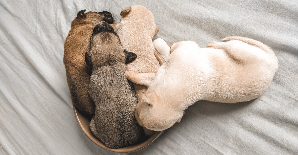 Sleeping Dogs shows Microsoft Visual C++ Runtime Error - Photo Of Puppies 