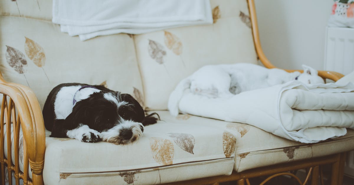 Sleeping Dogs shows Microsoft Visual C++ Runtime Error - White and Black Dogs Lying on White Loveseat