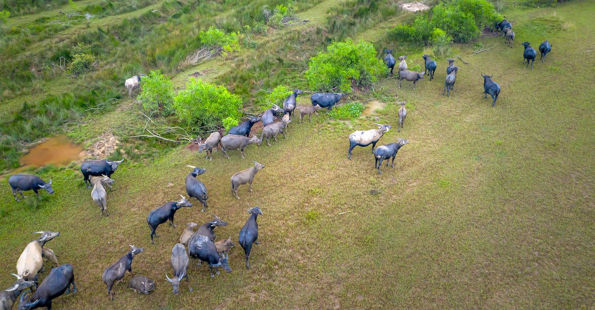 Slime Farm Issues - Flock of Gray Birds on Green Grass Field Slime Farm Issues - Flock of Gray Birds on Green Grass Field