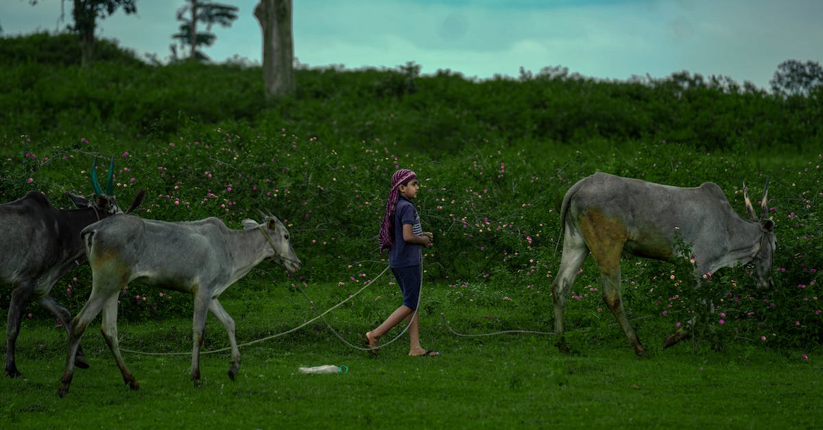 Slime Farm Issues - Free stock photo of agriculture, animal, beef cattle Slime Farm Issues - Free stock photo of agriculture, animal, beef cattle