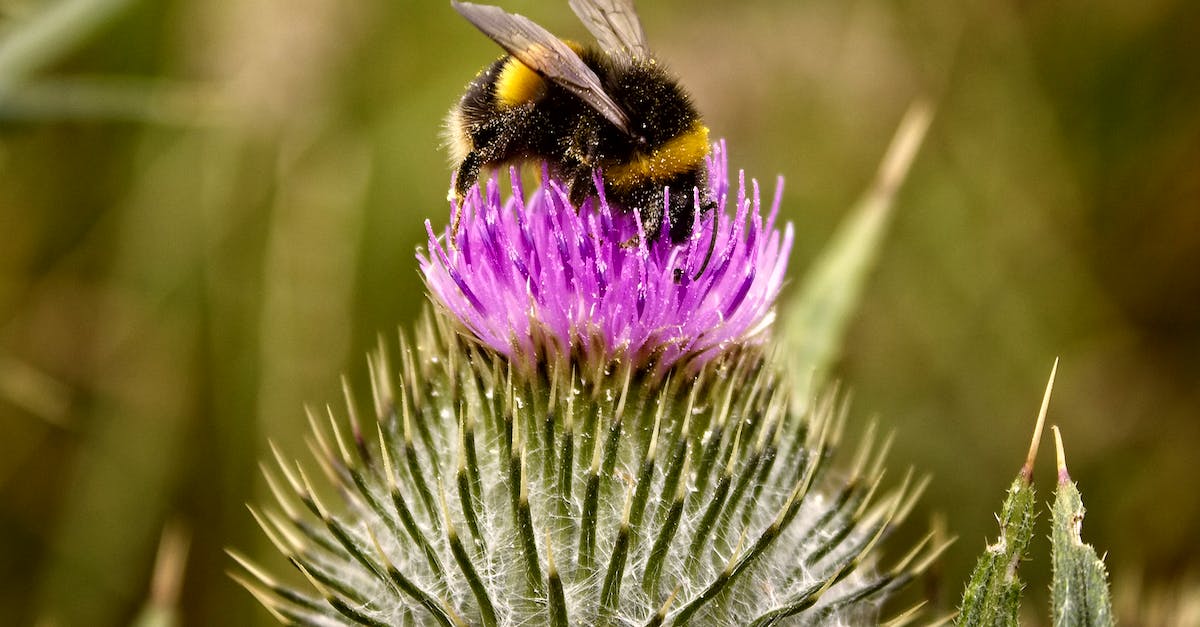 Slime Reproduction - Bumblebee on Purple Flower in Macro Photography