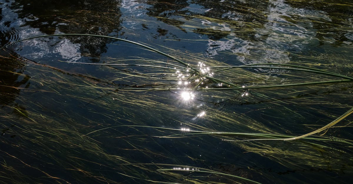 Slime Reproduction - Green Grass on Body of Water