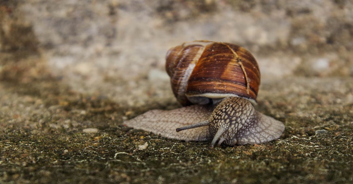 slime won't spawn [closed] - Close-up Photography of Snail