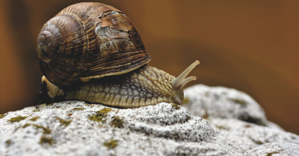 Slow motion in WWE 2k15 - A Garden Snail on a Rock Slow motion in WWE 2k15 - A Garden Snail on a Rock