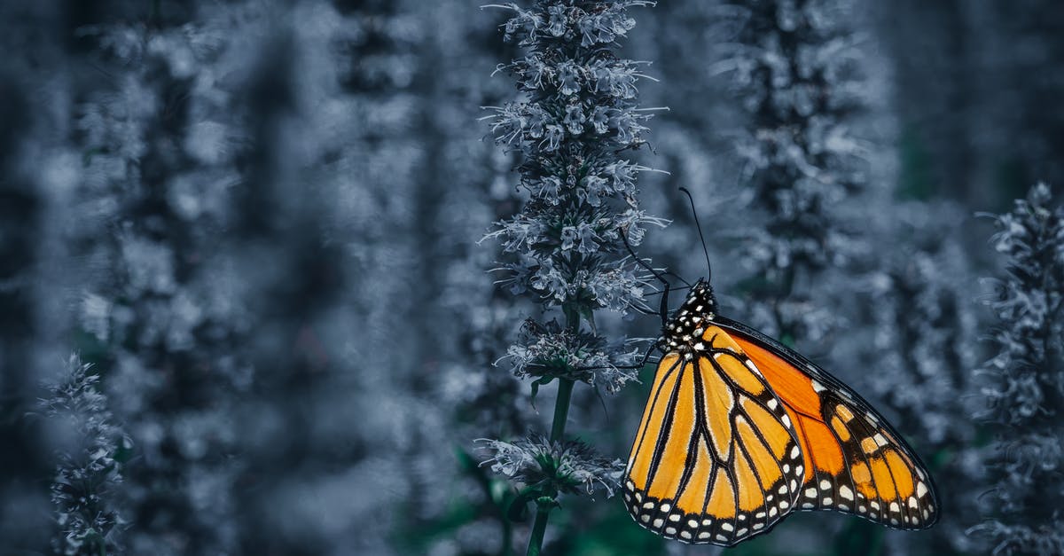 Small White Soapstone vs. White Soapstone - Orange butterfly on flower in garden Small White Soapstone vs. White Soapstone - Orange butterfly on flower in garden