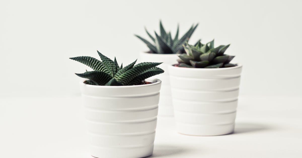 Small White Soapstone vs. White Soapstone - Selective Focus Photography of Three Succulent Plants Small White Soapstone vs. White Soapstone - Selective Focus Photography of Three Succulent Plants