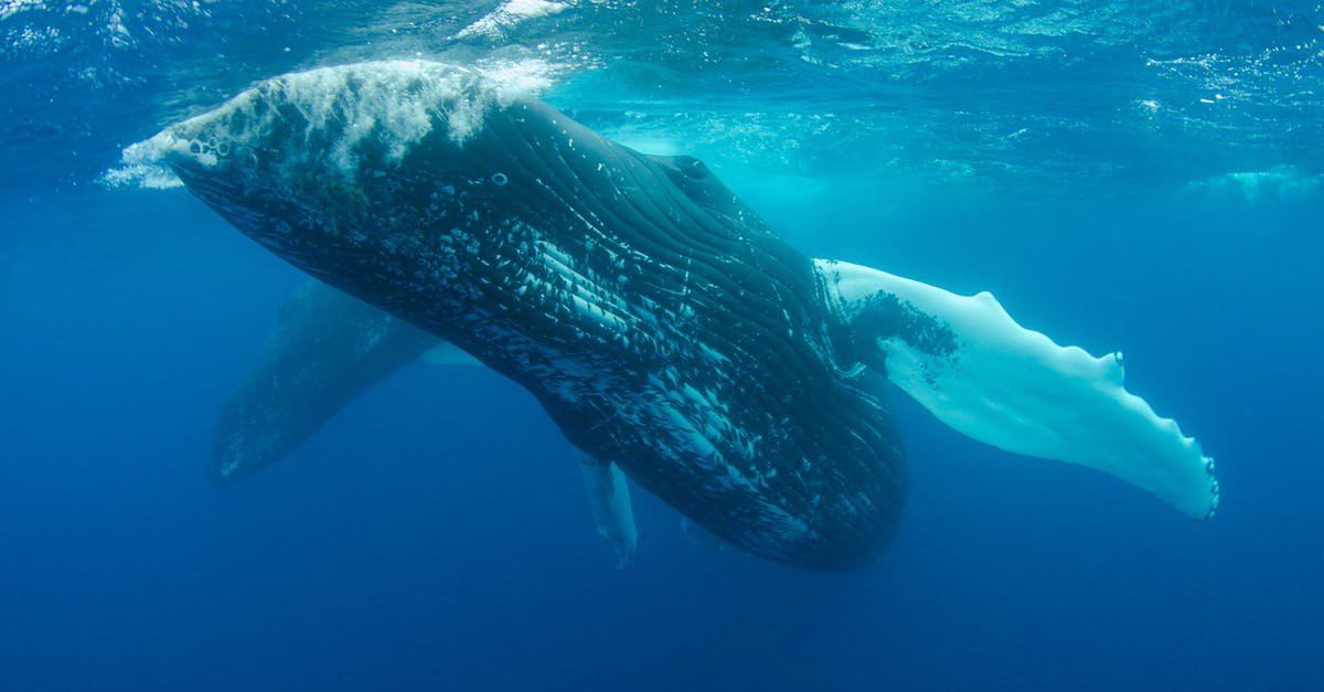 Source Engine: How to find certain animations, textures, etc? - Blue Whale Swimming Under Water Source Engine: How to find certain animations, textures, etc? - Blue Whale Swimming Under Water