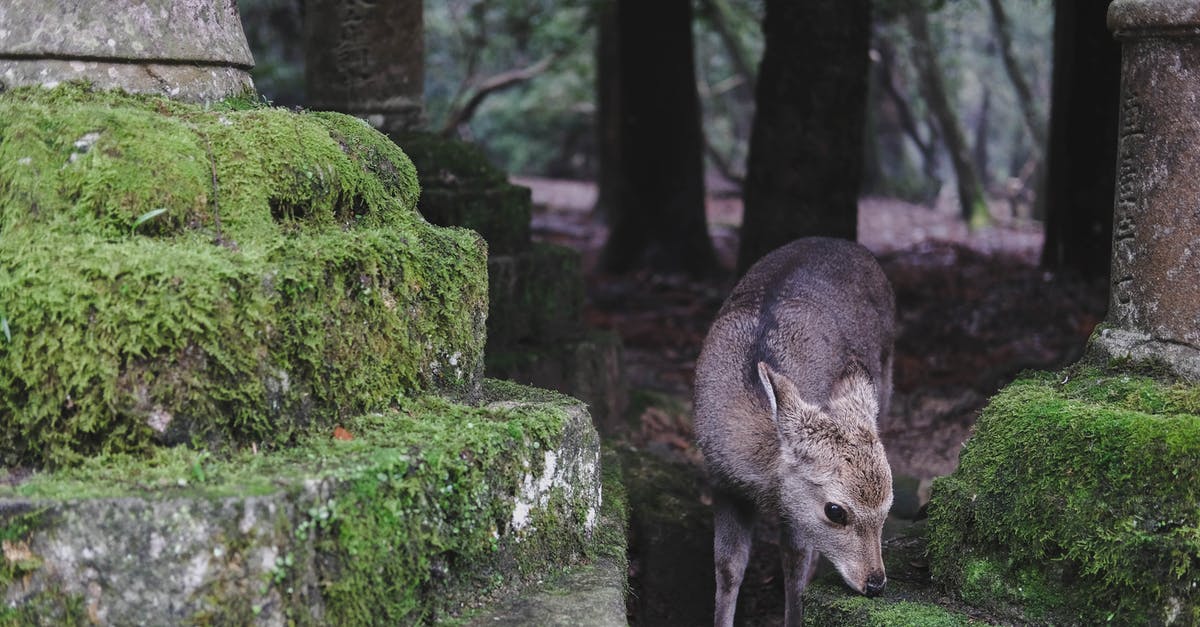 Spawning Tamed Ocelots - A Deer In Nara Park, Japan