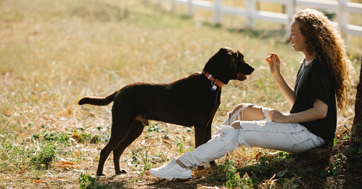 Spawning Tamed Ocelots - Full body side view of young female owner training Labrador Retriever with collar while sitting on grassy ground in countryside