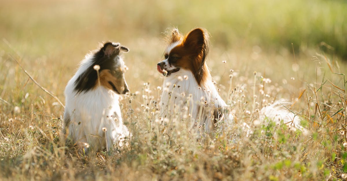 Special kind of specie in Spore? - Cute Shetland Sheepdog and Papillon dogs sitting on green grassy meadow in rural area of countryside on blurred background in summer day Special kind of specie in Spore? - Cute Shetland Sheepdog and Papillon dogs sitting on green grassy meadow in rural area of countryside on blurred background in summer day