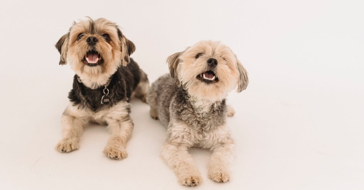Special kind of specie in Spore? - Adorable happy Yorkshire Terrier dogs in studio Special kind of specie in Spore? - Adorable happy Yorkshire Terrier dogs in studio