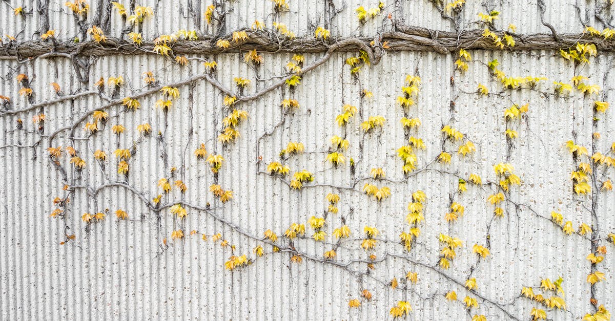 Specific vine wall isn't graspable - Yellow Vines on Gray Concrete Wall Specific vine wall isn't graspable - Yellow Vines on Gray Concrete Wall