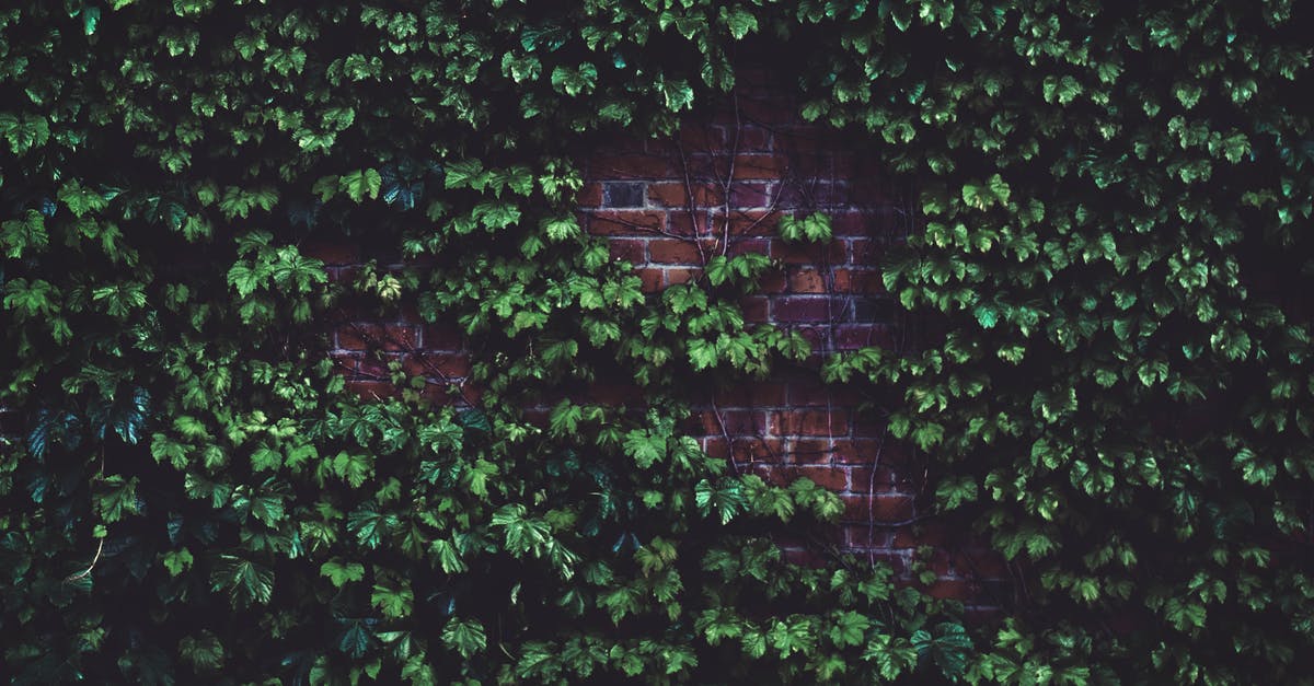 Specific vine wall isn't graspable - Green Plants in Wall Bricks at Daytime Specific vine wall isn't graspable - Green Plants in Wall Bricks at Daytime