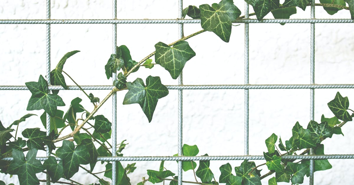 Specific vine wall isn't graspable - Green Leafed Plant Specific vine wall isn't graspable - Green Leafed Plant