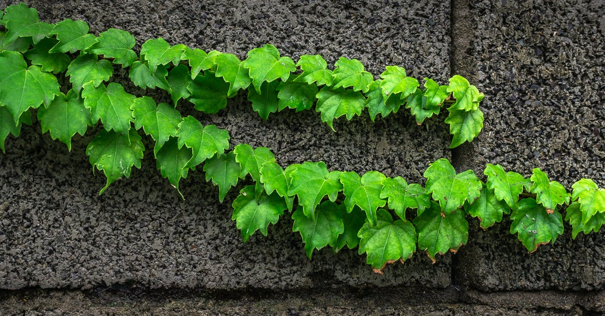 Specific vine wall isn't graspable - Green Leaves on Gray Surface Specific vine wall isn't graspable - Green Leaves on Gray Surface