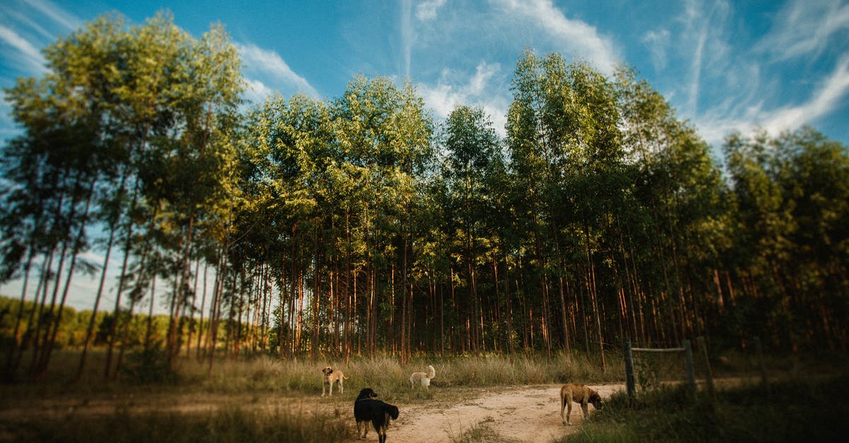 *Spoilers* Is there a way to go back before the Tree of Life event? - Flock of dogs on sandy road next to rows of tall coniferous trees under blue cloudy sky in daytime