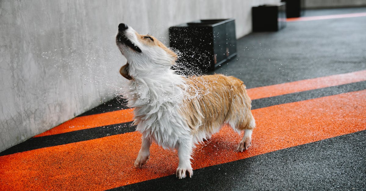 Squad Size Inconsistency - Small purebred dog with wet coat shaking off splashing aqua on walkway with marking lines