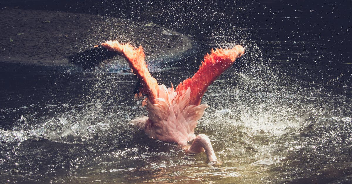 Starcraft 2: Wings of Liberty Haven's Fall Mission difficulty - Flamingo Bathing on Calm Water Starcraft 2: Wings of Liberty Haven's Fall Mission difficulty - Flamingo Bathing on Calm Water