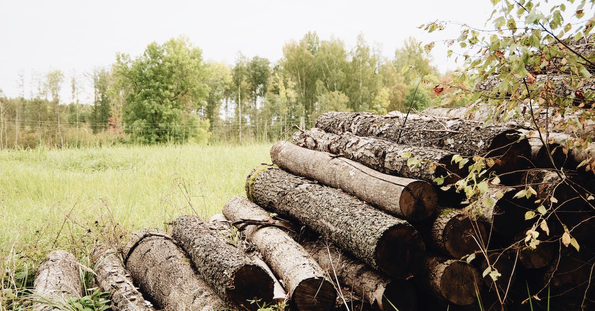 Steady Log production - Pile of wooden logs on grass Steady Log production - Pile of wooden logs on grass