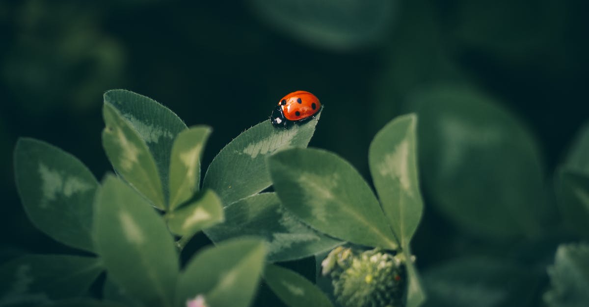 Steam: Strange Trading Verification Bug [closed] - Orange and Black Ladybug on Green Leaf Plant