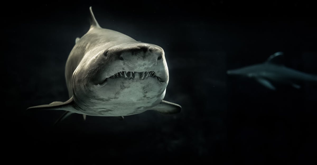 Stranded Deep - Can't water plot - Selective Photo of Gray Shark