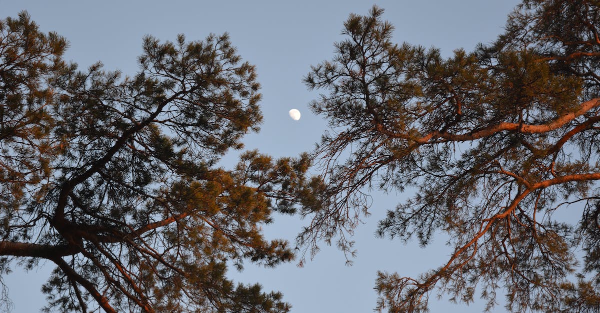 Strategies for the Moon Lord? - Green Tree Under Blue Sky Strategies for the Moon Lord? - Green Tree Under Blue Sky