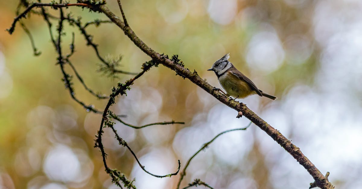 Stuck in color dungeon, one little key short - Brown and White Bird on Brown Tree Branch