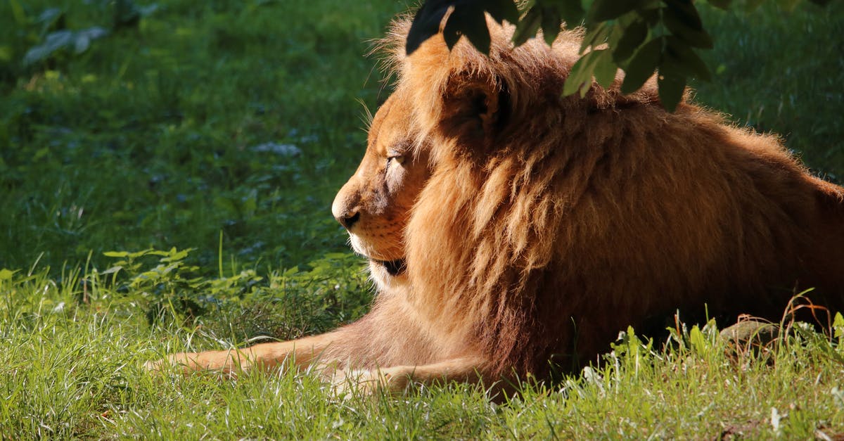 Stuck in Dangerous Minds - Brown Lion Lying on Green Grass Stuck in Dangerous Minds - Brown Lion Lying on Green Grass
