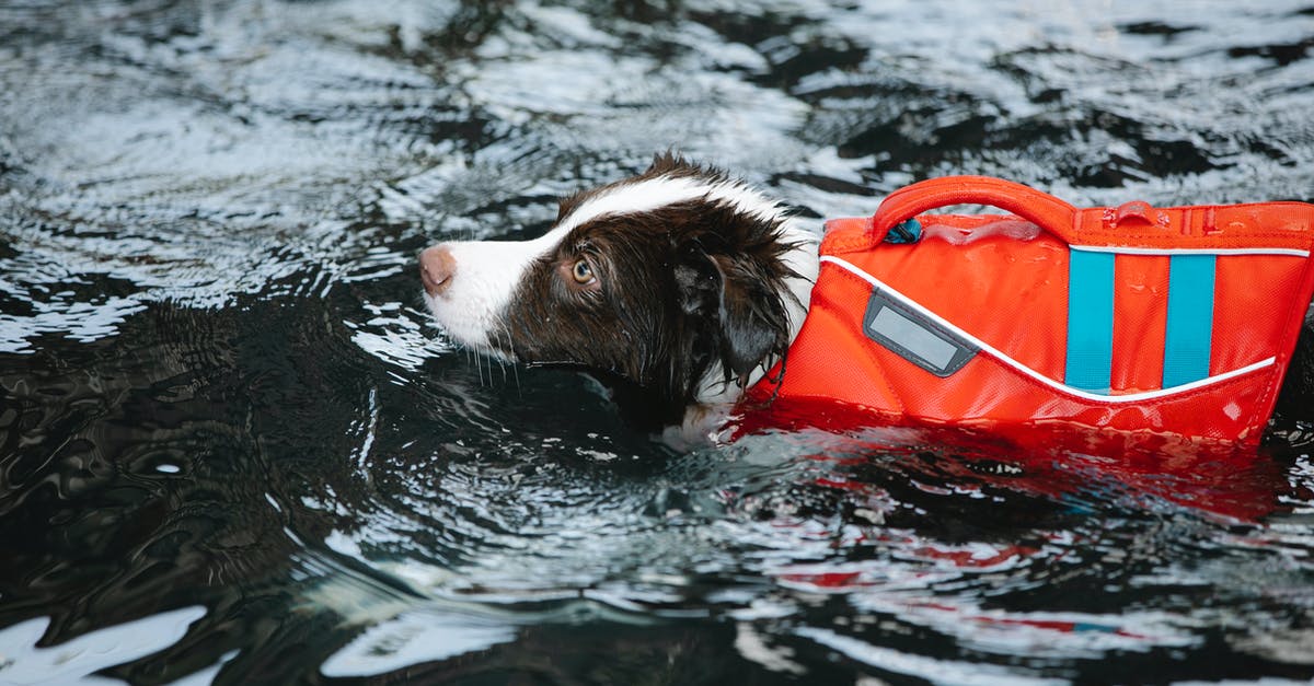 Stuck in pet moving situation - Adorable dog in life jacket swimming in water Stuck in pet moving situation - Adorable dog in life jacket swimming in water