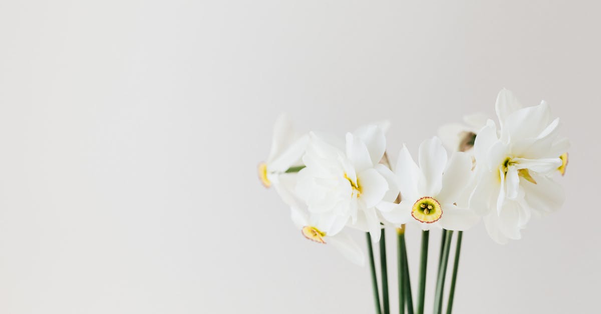 Stuck with a growing pop of a species that is no longer present on the planet - Fresh white daffodils on white background Stuck with a growing pop of a species that is no longer present on the planet - Fresh white daffodils on white background