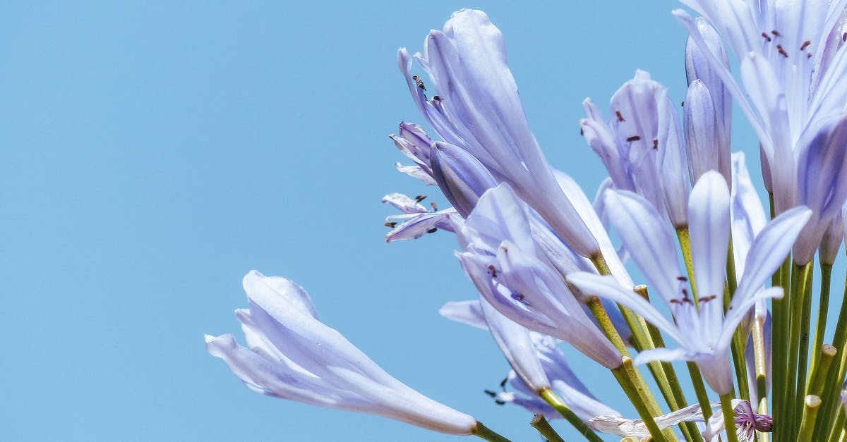 Stuck with a growing pop of a species that is no longer present on the planet - Delicate flowers with purple petals on green stems growing on bright blue background Stuck with a growing pop of a species that is no longer present on the planet - Delicate flowers with purple petals on green stems growing on bright blue background