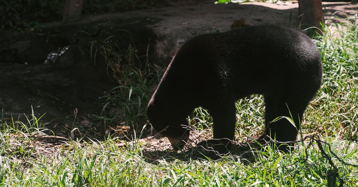 Stuttering While Walking - Black Bear on Green Grass