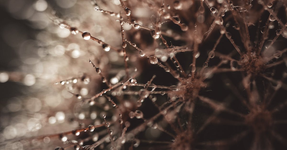 Sudden spike in legendary drop chance? - Macro tiny sharp thorns of cactus with splashed drops of pure clean water