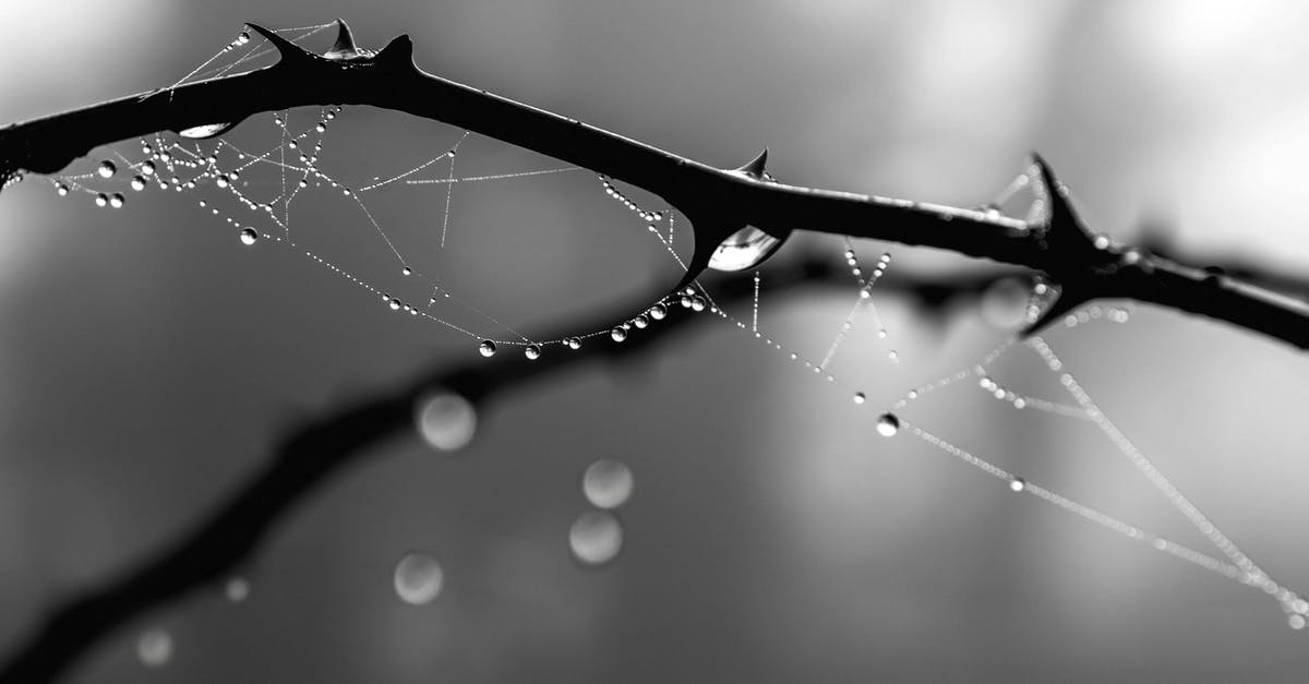 Sudden spike in legendary drop chance? - Black and white of water drops on leafless tree sprig with spider web and thorns growing in forest against blurred background Sudden spike in legendary drop chance? - Black and white of water drops on leafless tree sprig with spider web and thorns growing in forest against blurred background