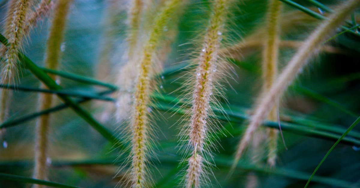 Sudden spike in legendary drop chance? - Closeup of plant with long spikes and thin green stems covered with dew growing in field Sudden spike in legendary drop chance? - Closeup of plant with long spikes and thin green stems covered with dew growing in field