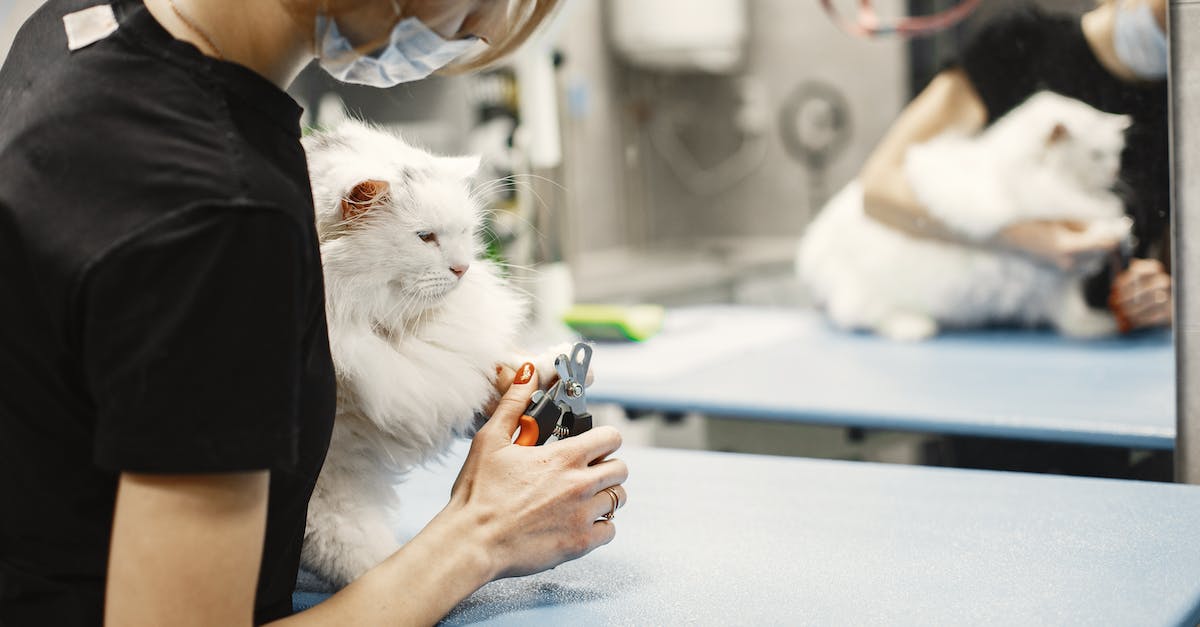 Suddenly all but 30 of my kittens vanished and none were working - Woman Cutting Cat Nails Suddenly all but 30 of my kittens vanished and none were working - Woman Cutting Cat Nails