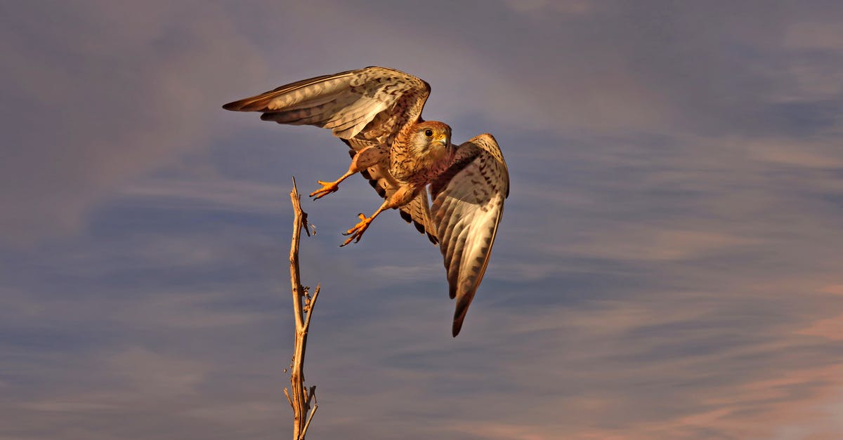 Sustained flight with Fallout 4 Power Armor Jetpack? - From below of beautiful falcon bird flying over dry tree branch against amazing sunset sky Sustained flight with Fallout 4 Power Armor Jetpack? - From below of beautiful falcon bird flying over dry tree branch against amazing sunset sky