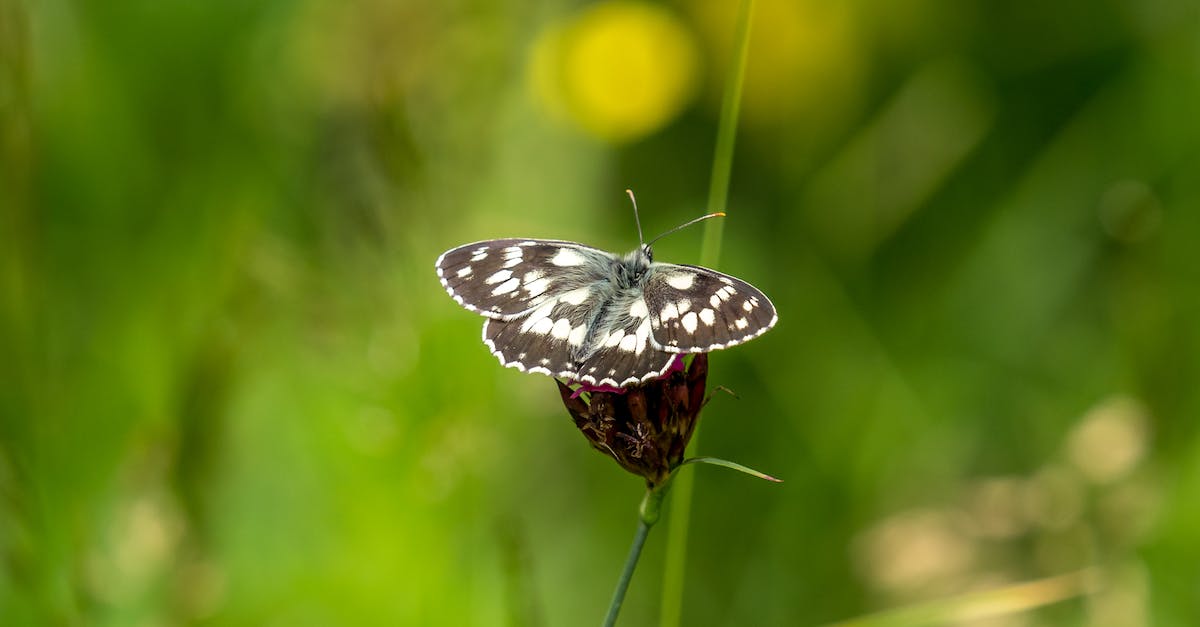 Swapping to Back-Up 3DS Data on different SD card - Specifically Animal Crossing New Leaf - pictures of the most beautiful butterflies in the world Swapping to Back-Up 3DS Data on different SD card - Specifically Animal Crossing New Leaf - pictures of the most beautiful butterflies in the world